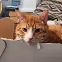 swiggityswooty2786