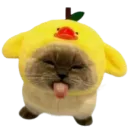 eddyguo