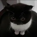 .jiub