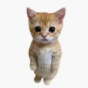 catstand