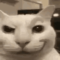 bogi