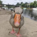 faczilla
