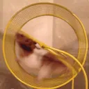 ihamster avatar