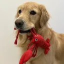 mikkipom