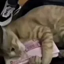 shimydev