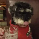 bunpirate