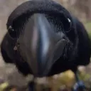 khaleesiya