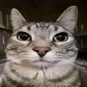 pekoggggg