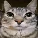 pekoggggg