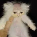 magiikkk