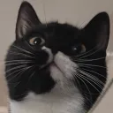 neosanctuaire