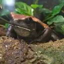 deafcobra