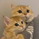 beebiesk