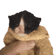 .hjm