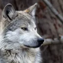 wolfie03