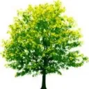 blocktree
