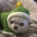 avatar BabyBelleCheese