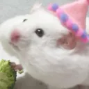 eggfoam