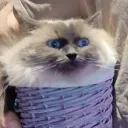 pufffpufffpass