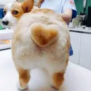 toodcorgi