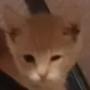 brushy_cat