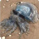 wavewarrior