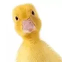 kevin.roze