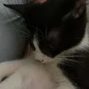 powsyjowlsy