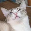 andrejomon