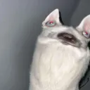 _donkey__