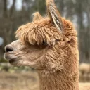 .clabs