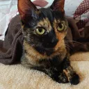 zenmai.
