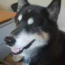 snow.doggo