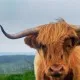 moosah