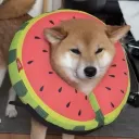 bigmoog