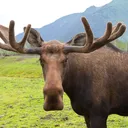 moose3405