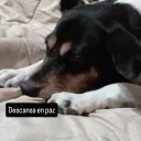 speedyboarhead