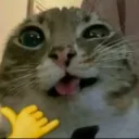 azdeek