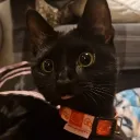 leenykins