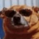 turbodoglevrai