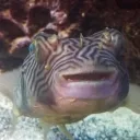 esslord