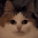polarace