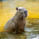 mr_gamer_girl_obama avatar