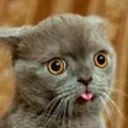 flynt._.
