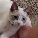 manface