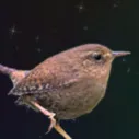 massivespacewren