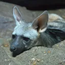aardwolf98