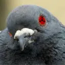 pigeonpoop