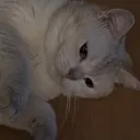 imatod