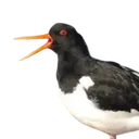 notparrot_